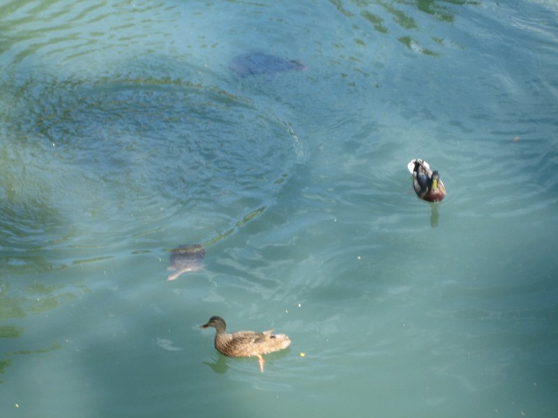 Florida2009 071